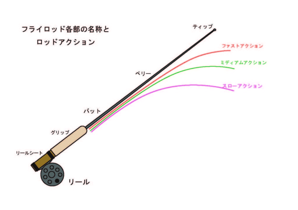 フライロッドのアクション