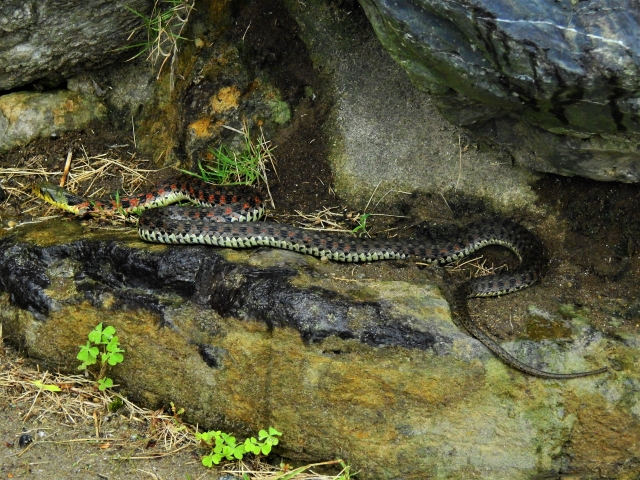 日本の渓流にいる毒蛇の種類 生息地と対処法